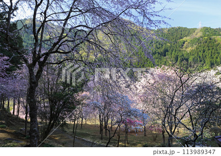 光西寺のしだれ桜 光西寺のしだれ桜 113989347