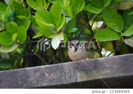 Sparrow sits on a wooden fence in the garden. Bird in nature. 113989364