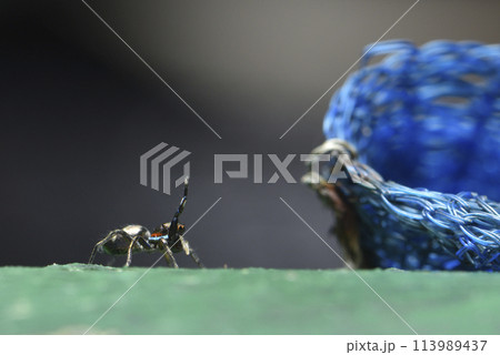 アクション 行動 実行 113989437