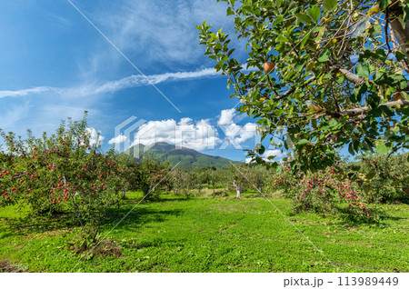 【青森県弘前市りんご】岩木山麓津軽の秋、りんご園は収穫中 113989449