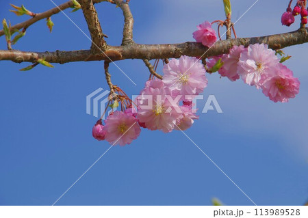 青空に映えるピンクの八重桜 青空に映えるピンクの八重桜 113989528