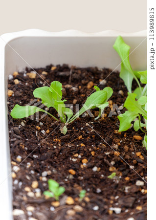 家庭菜園のリーフレタス発芽 113989815