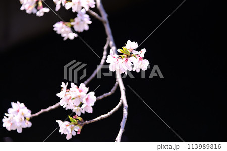 さくら 113989816