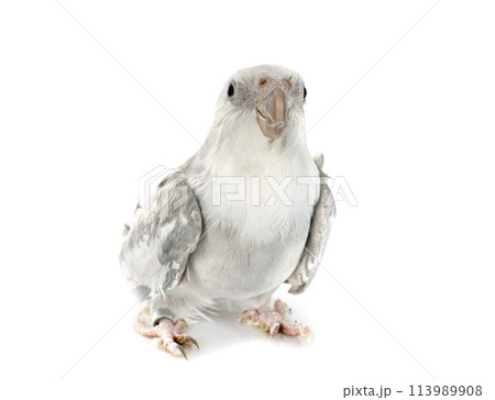 flying gray cockatiel flying gray cockatiel 113989908