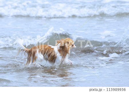 chihuahua and beach 113989936