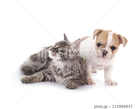 maine coon kitten , parrot and french bulldog 113989937