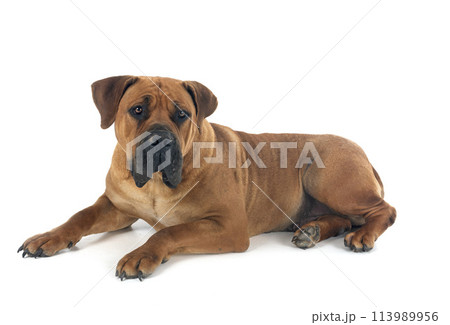 African boerboel in studio 113989956