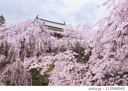 桜満開の上田城址公園 113990042