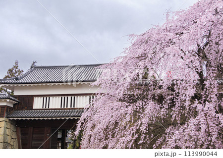 桜満開の上田城址公園 113990044