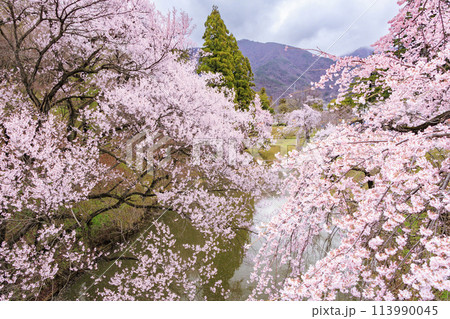 桜満開の上田城址公園 桜満開の上田城址公園 113990045