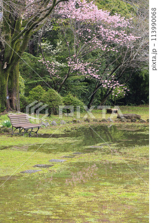 桜満開の上田城址公園 113990068
