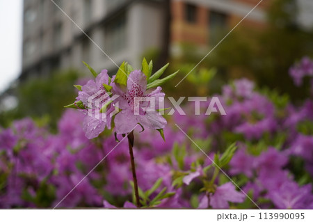 Purple rhododendron flowers with raindrops in the garden Purple rhododendron flowers with raindrops in the garden 113990095
