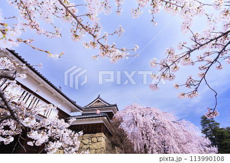 桜満開の上田城址公園 113990108