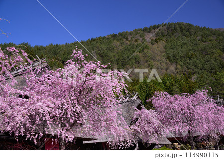 桜満開の西湖いやしの里根場 113990115