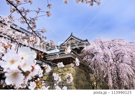 桜満開の上田城址公園 113990125