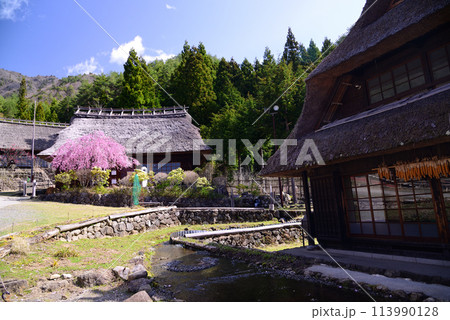 桜満開の西湖いやしの里根場 桜満開の西湖いやしの里根場 113990128