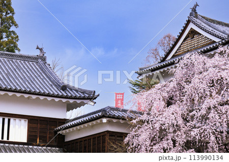 桜満開の上田城址公園 113990134