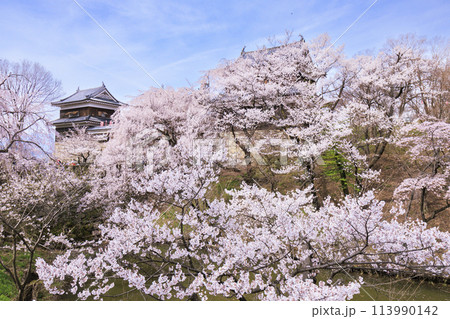 桜満開の上田城址公園 113990142