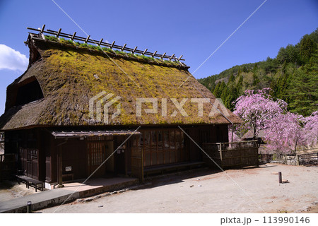 桜満開の西湖いやしの里根場 113990146