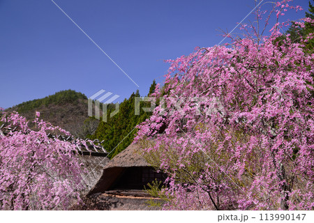 桜満開の西湖いやしの里根場 113990147