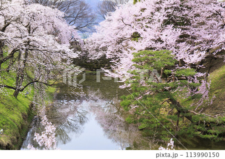 桜満開の上田城址公園 113990150