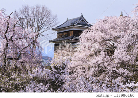 桜満開の上田城址公園 113990160