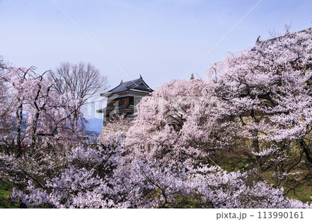 桜満開の上田城址公園 113990161