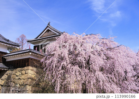 桜満開の上田城址公園 113990166