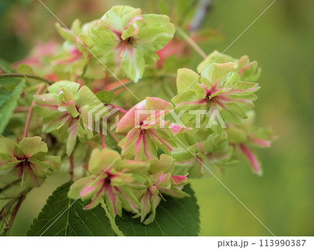 4月に咲いた雨に濡れたサトザクラ「御衣黄（ギョイコウ）」 113990387