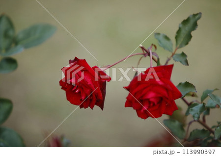 荒尾市　おもやい市民花壇　バラの花、 113990397