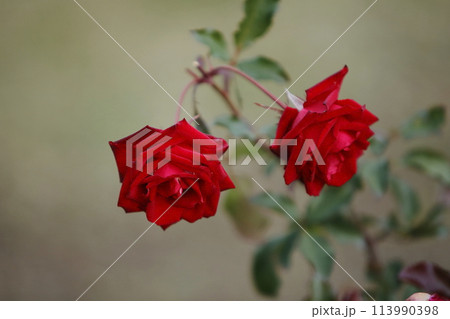 荒尾市　おもやい市民花壇　バラの花、 113990398