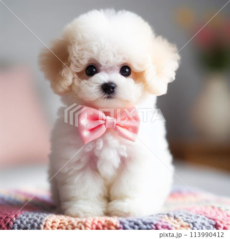 お座りしているトイプードル お座りしているトイプードル 113990412