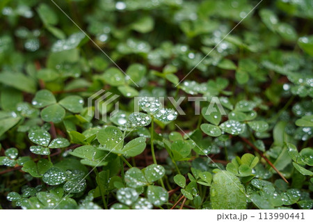 Green clover leaves with dew drops after rain in the forest Green clover leaves with dew drops after rain in the forest 113990441
