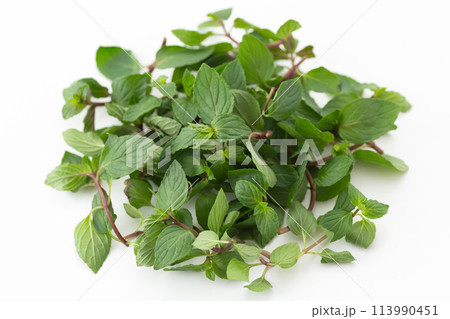 ペパーミント ペパーミント 113990451