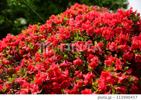 ツツジの寺-川崎市・等覚院 113990457