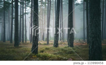 雨の降る森 雨の降る森 113990458