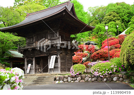 ツツジの寺-川崎市・等覚院 113990459