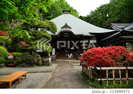 ツツジの寺-川崎市・等覚院 113990473