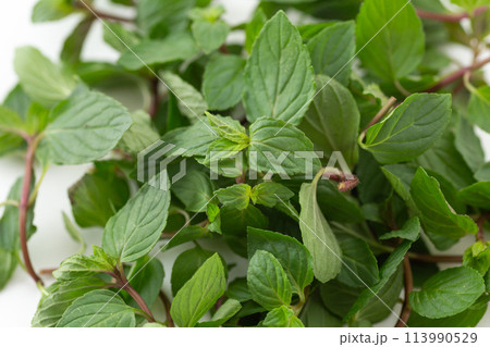 ペパーミント 113990529