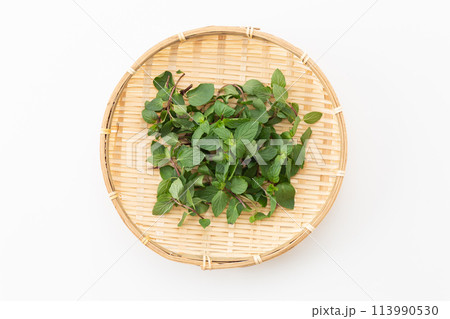 ペパーミント 113990530