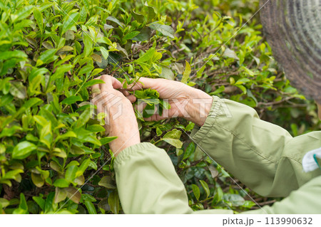 茶摘みするシニア女性 113990632