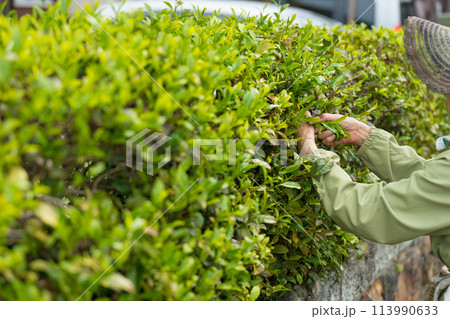 茶摘みするシニア女性 113990633