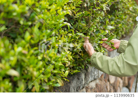 茶摘みするシニア女性 113990635