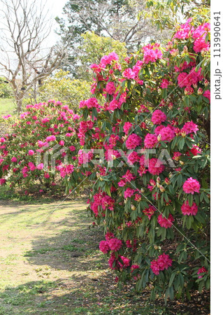 満開になった石楠花 初夏風景 満開になった石楠花 初夏風景 113990641