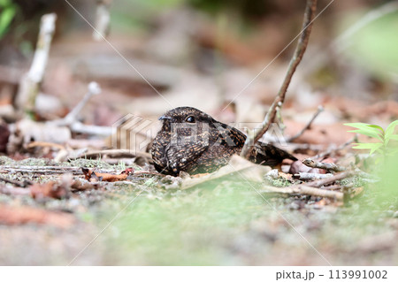 クロヨタカ 113991002