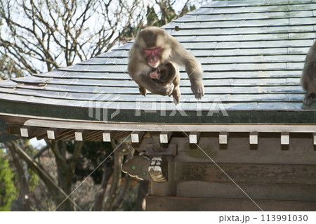 こちらを見つめる猿 113991030