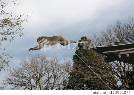 こちらを見つめる猿 113991074