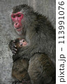こちらを見つめる猿 113991076
