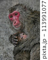 こちらを見つめる猿 113991077