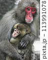 こちらを見つめる猿 113991078